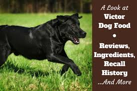 victor dog food reviews ingredients recall history and our