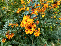 Image result for Berberis darwinii