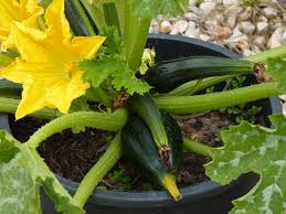 Fortunately, zucchini is part of the veggie category that grows slightly in pots and even productive. Global Warming And Zucchini Piglet In Portugal