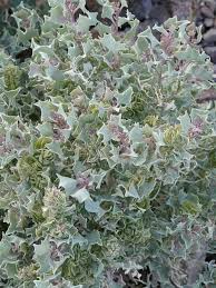 Image result for Atriplex