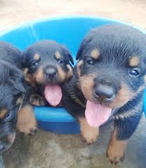 Rottweiler dogs in sri lanka for sale in colombo | math.lyceedebaudre.net . Rottweilerpuppies Hashtag On Twitter