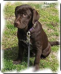 There are so many loving adoptable pets right in your community waiting for a family to call their own. Plainfield Ct Labrador Retriever Meet Mason A Pet For Adoption