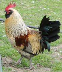 However, if they all roam during the day and only how long do guinea hens live? Guinea Hybrids