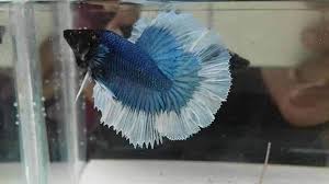 Wondering what you will need to maintain your tank? Betta Fish Ireland Pet Supplies Castlerea Facebook 3 Photos