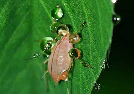 Image result for puklice na pokojových rostlinách obrázek