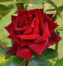 Download and use 10,000+ roses stock photos for free. Red Rose Flower Free Stock Photos In Jpeg Jpg 1422x1489 Format For Free Download 256 58kb