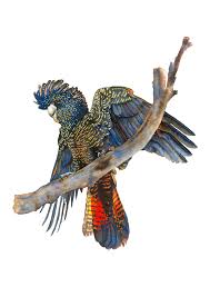 Limited Edition Fine Art Print Red Tail Black Cockatoo Liss Kamp Artist Printmaker Wildlife Art Art Cockatoo