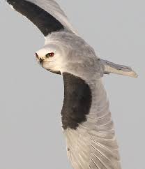 Big Black Bird With White Tail Feathers White Tailed Kite Warrior Cat Oc Warrior Cat Cat Oc