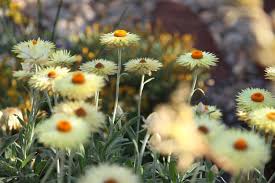 Greenvale An Artistic Point Of View Australian Native Plants Australian Native Garden Native Garden