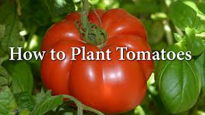 We did not find results for: How Cold Can Tomato Plant Tolerate Seasonal Preferences
