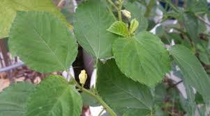 Image result for Corchorus olitorius