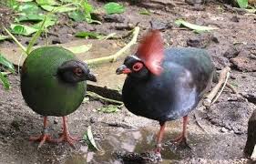 Ask anything you want to learn about الحَجَلْ by getting answers on askfm. Ø·Ø§Ø¦Ø± Ø§Ù„Ø­Ø¬Ù„ Ø§Ù„Ù…ØªÙˆØ¬ Ø§Ù„Ø±ÙˆØ´Ù† Ø§Ù„Ø¹Ø±Ø¨ÙŠ