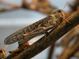 Syst�me de r�glage m�canique progressif � came pivotante (ajuster la position de travail). Le Criquet Insecte Sauteur Inoffensif Au Jardin