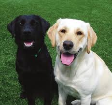 ANNUAL GRATITUDE REPORT