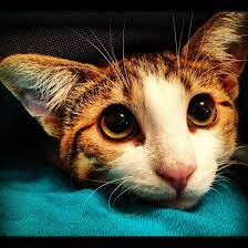 Imgur Cute Animals Crazy Cats Cats