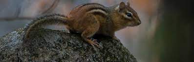 To make your property unattractive to chipmunks, keep your garden tidy by cleaning up windfall from fruit trees and berry bushes. How To Keep Chipmunks Out Of Your Garden Naturally Insteading