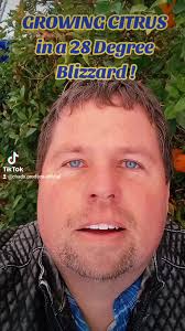 Utah Citrus Orchards in the Winter!?! Zone 6!!! How is this even possible!!  FOLLOW to see more! #citrus #wintergrowing #walipini #wizard #madscientist  #foryourpage #greenhouse