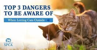 This can mean the symptoms are actually caused by another issue. Top 3 Dangers To Be Aware Of When Letting Cats Outside