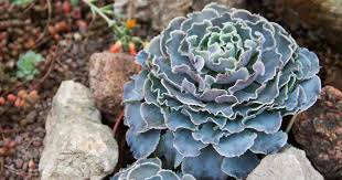 This video shows you how to pronounce echeveria. Echeveria Shaviana Care Growing Pink Frills Mexican Hens