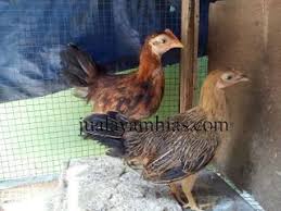 Ayam Onagadori Usia 3 Bulan Ayam