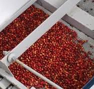 Coffee sorting machine - A powerful assistant to upgrade ...