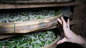 Sapahn Silk Cultivating Silkworms Is Most Successful In Relatively Dark Cool Climates Silkworm Eggs Take Approximately 15 Artisan Fashion Mulberry Leaf Bima