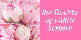 Spring and early summer flowers. Early Summer In A Vase Kittelberger Florist