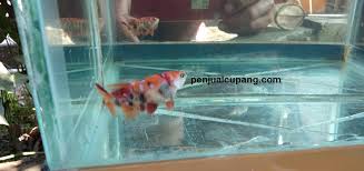 Ikan cupang fccp ini bisa bertahan sampai dua tahun, ekor dan siripnya yang tajam saat ini marzuki masih berusaha untuk mengembangkan ikan fccp untuk memenuhi permintaan pelanggan. Ikan Cupang Nemo Leopard Hobi Mancing