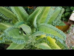 Kalanchoe O Mala Madre Todo Sobre Esta Planta Medicinal Flowering Succulents Kalanchoe Blossfeldiana Blooming Plants