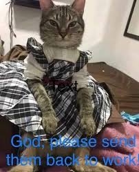 God Please Send Them Back To Work Cute Cats And Dogs Funny Animal Memes Cute Funny Animals