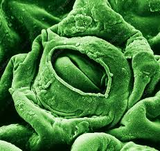 Image result for Vahlia