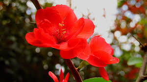 When to prune a flowering quince bush garden savvy. Chaenomeles Japonica Wikipedia