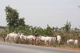 Cattle Cattle Africa Horses