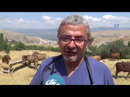 Disi Kurbanliklara Veteriner Kontrolu Youtube