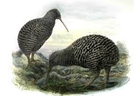 Image result for Pteris auquieri