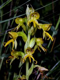 Image result for Habenaria clavata