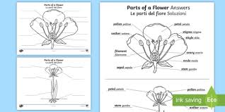 Useful for cambridge primary checkpoint revision tool. Parts Of A Plant And Flower Labelling Worksheet Worksheet English Italian