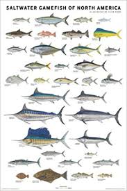 Saltwater Gamefish Of North America Poster Flick Ford