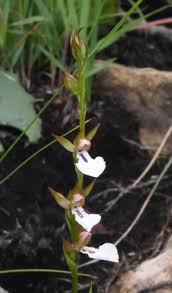 Image result for Neobolusia