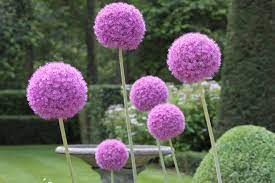Alliums Look A Little Bit Like Dr Seuss Truffula Trees Unless Someone Like You Cares A Whole Awful Lot Nothing Bulb Flowers Longfield Gardens Fall Plants