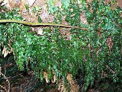 Image result for Hymenophyllum triangulare