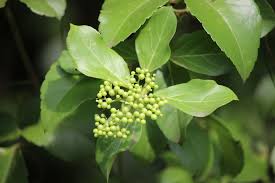 Image result for Premna serratifolia