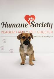 There is 1 animal shelter per 4,972 people, and 1 animal shelter per 2 square miles. Humane Society Of Sw Mi Berrien Community Foundation