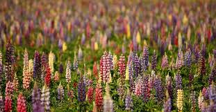 Purple is the most popular requested flower color for use in gardens; Hd Wallpaper Photo Of Assorted Color Lupines Flower Field Lupins Natural Wallpaper Flare