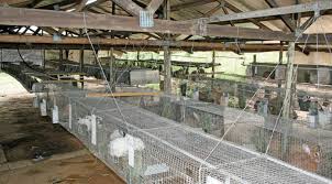 However, here we are trying to describe more information about the health benefits of consuming rabbit meat. Practical Tips For Starting A Rabbit Farm Agricultural Business Information