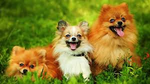 Micul trebuie sa puste in gura si sa elibereze sucuri aromate. Rase De Caini Mici Vanzare Pufosi Talie Mica Caracteristicile Rasei Poze Albi Buzunar Masculi