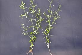 Image result for Oldenlandia herbacea