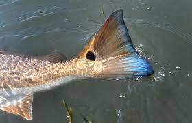 Redfish Blue Tail Red Fish Fish Blue Tail