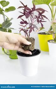 Image result for Ipomoea batatas pots