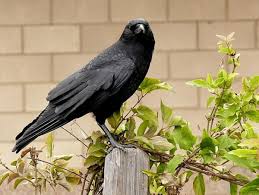 Check out the area for trash. How To Get Rid Of Crows In Your Yard Or Garden Dengarden